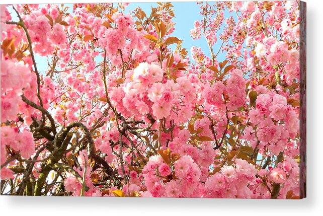 Cherry Acrylic Print featuring the photograph Cherry blossoms by Nataliya Vetter