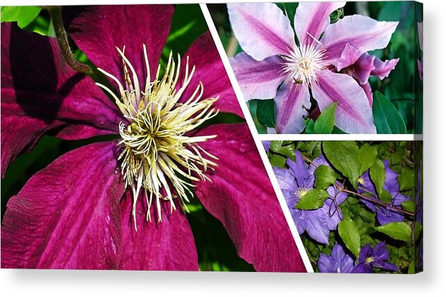 Clematis Acrylic Print featuring the photograph Clematis Blossoms by Nancy Ayanna Wyatt