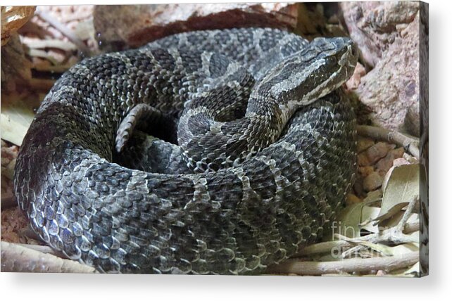 Snakes Acrylic Print featuring the photograph Coiled by Mary Mikawoz