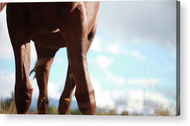 Autumn Acrylic Print featuring the photograph Copper Legs by Listen To Your Horse