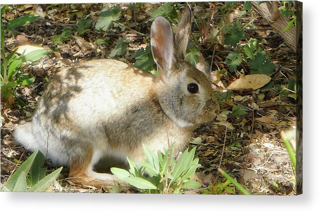 Animals Acrylic Print featuring the photograph Cottontail by Segura Shaw Photography