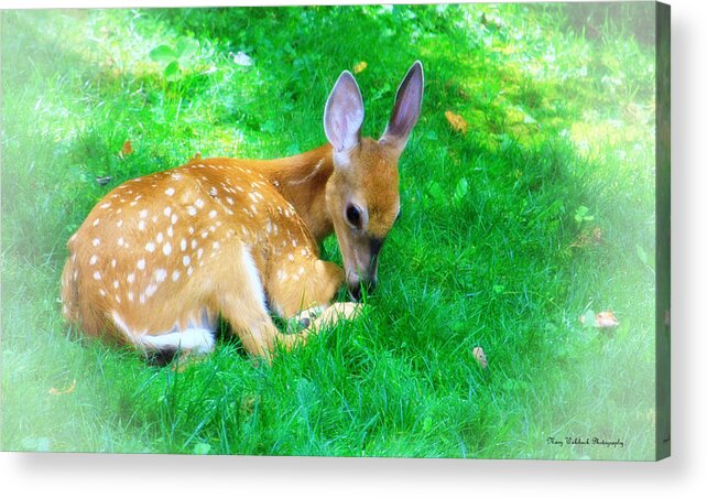 Nature Wildlife Fawn Acrylic Print featuring the photograph Cozy Fawn by Mary Walchuck