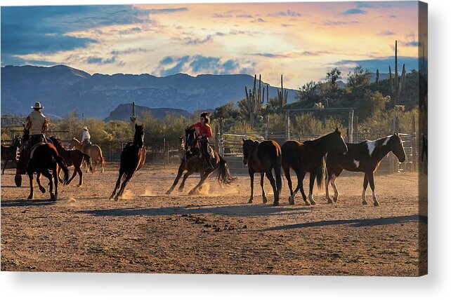 Arizona Acrylic Print featuring the photograph Cutting From The Herd 2 by Harriet Feagin