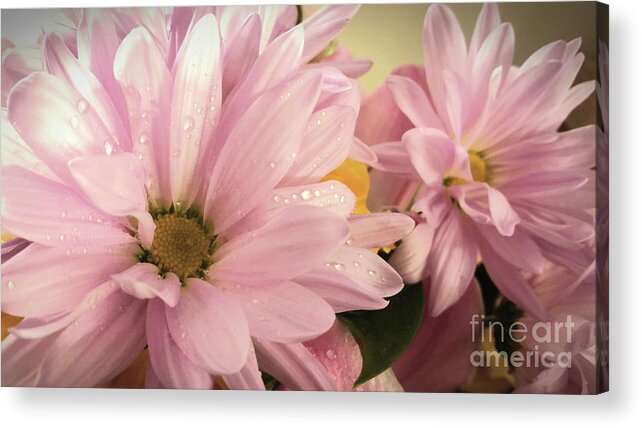 Daisies; Daisy; Flower; Flowers; Pink Flowers; Petals; Pink; Water; Water Drops; Dew; Wet; Horizontal Acrylic Print featuring the photograph Daisy Bouquet by Tina Uihlein