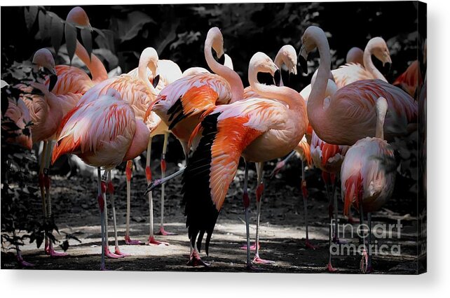 Flamingo Acrylic Print featuring the photograph Denver Zoo Flamingo by Veronica Batterson