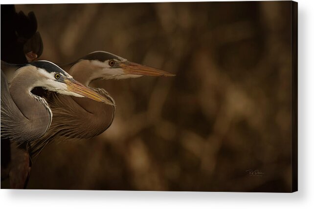 New Keywords Acrylic Print featuring the photograph Double Team by Bill Posner