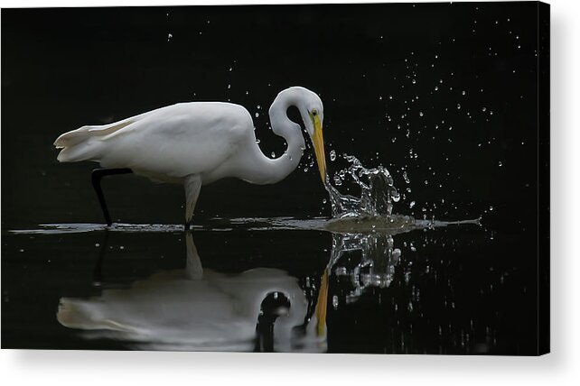 Splash Acrylic Print featuring the photograph Dunking For Dinner II by CR Courson