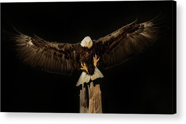 Accipitridae Acrylic Print featuring the photograph Eagle Wingspread by CR Courson