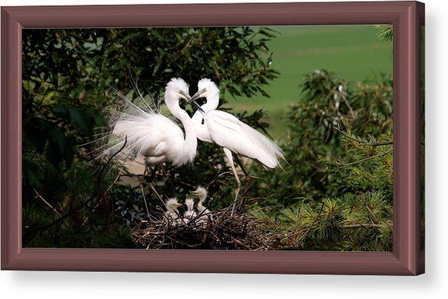 Egret Acrylic Print featuring the photograph Egret Family by Nancy Ayanna Wyatt