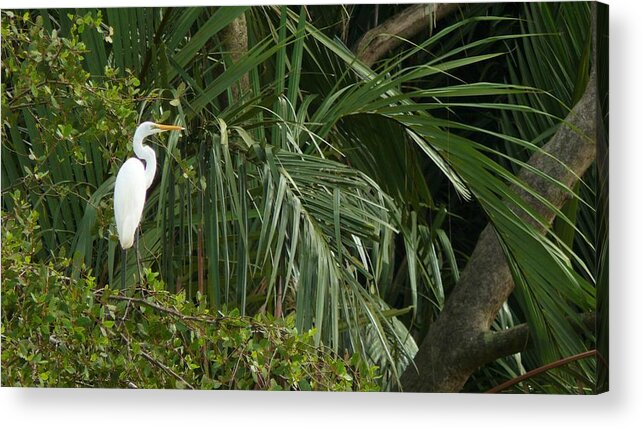 Egret Acrylic Print featuring the photograph Egret in the jungle by Robert Bociaga