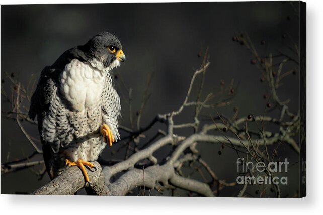 Falcon Acrylic Print featuring the photograph Eye of Steel by Alyssa Tumale