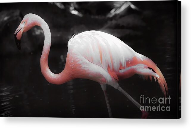 Flamingo Acrylic Print featuring the photograph Feathers by Veronica Batterson