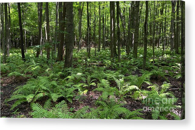 Ferns Acrylic Print featuring the photograph Ferns on Forest Floor 0871 by Jack Schultz