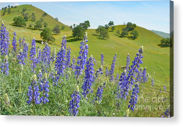 Wildflowers Acrylic Print featuring the photograph Field and WIldflowers by Debby Pueschel