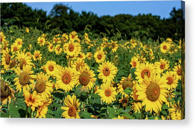 Faces Acrylic Print featuring the photograph Field of Sunflowers by Louis Dallara