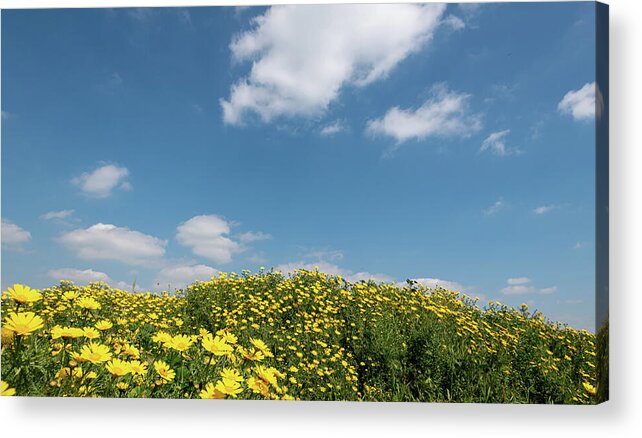 Flower Field Acrylic Print featuring the photograph Field with yellow marguerite daisy blooming flowers against and blue cloudy sky. Spring landscape nature background by Michalakis Ppalis