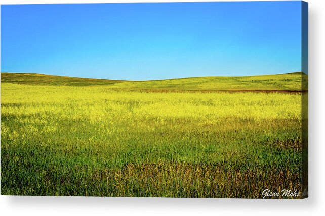Fields Of Gold And Blue Acrylic Print featuring the photograph Fields of Blue and Gold by GLENN Mohs