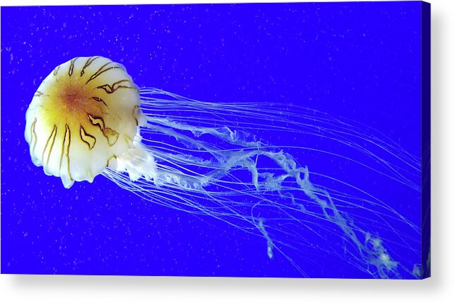 Blue Acrylic Print featuring the photograph Floating by Stacy Abbott