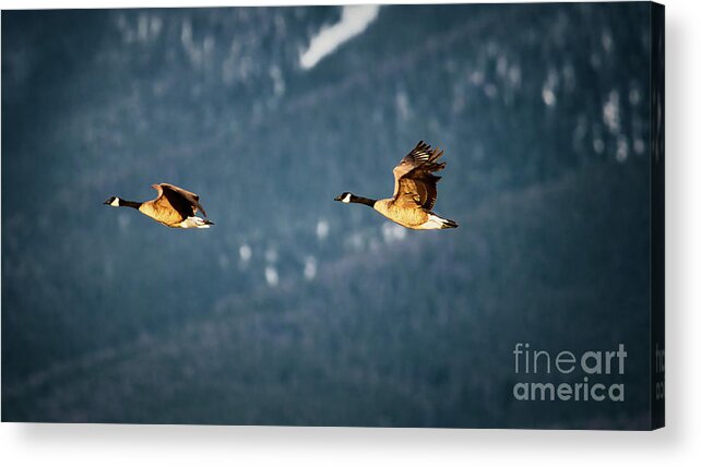 Goose Acrylic Print featuring the photograph Flying geese by Thomas Nay