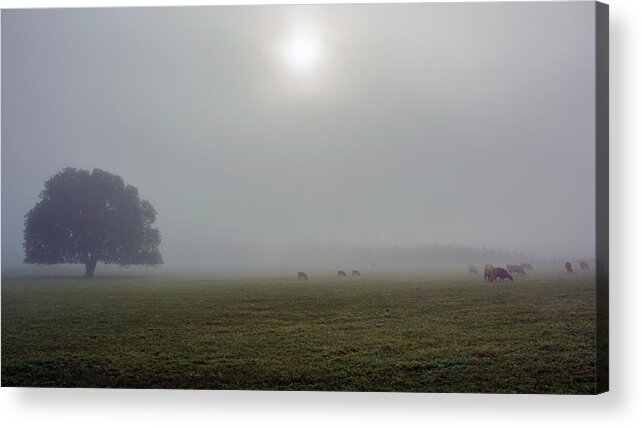 Texas Acrylic Print featuring the photograph Hill Country Fog - Gillespie County, TX by Joe Houde