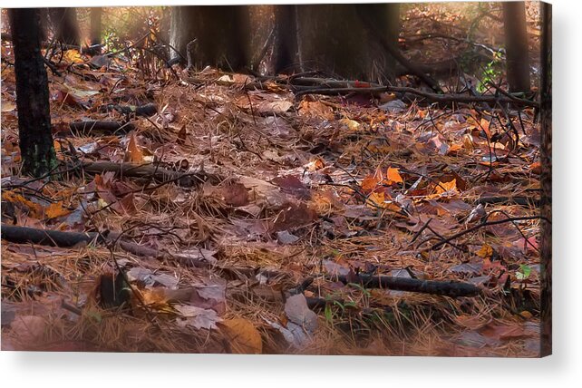 Autumn Acrylic Print featuring the photograph Forest Floor - by Julie Weber