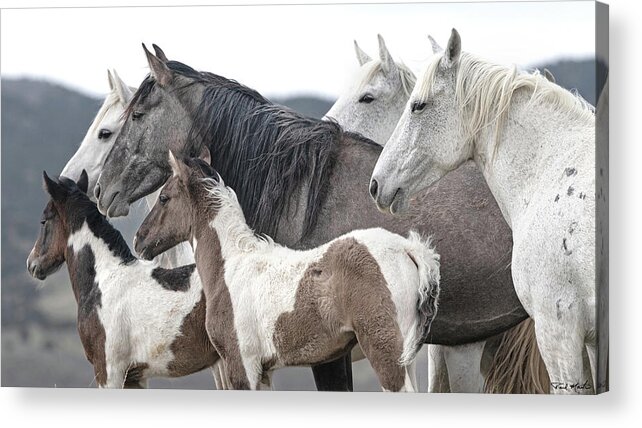  Acrylic Print featuring the photograph Generations. by Paul Martin
