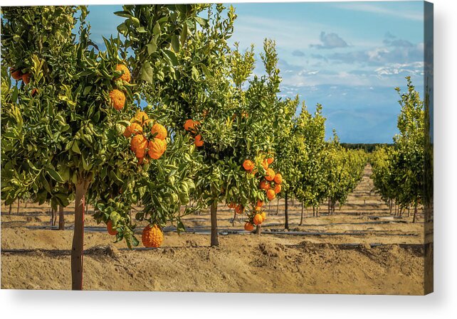  Fresno Acrylic Print featuring the photograph Gold Nugget Mandarins In Fresno, California by Elvira Peretsman