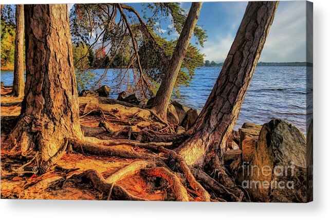 Lake Acrylic Print featuring the photograph Golden Hour Trees at Lake Norman by Amy Dundon