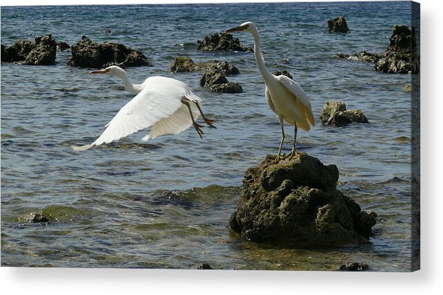 White Bird Acrylic Print featuring the photograph Good bye, sweetheart by Robert Bociaga