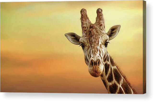 Giraffe Acrylic Print featuring the digital art Good Morning by Brad Barton