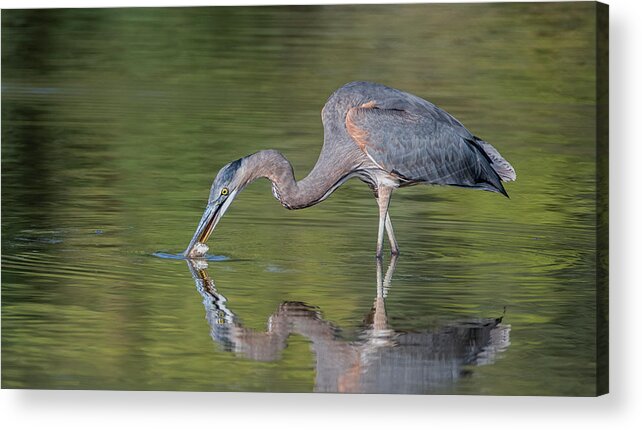 Great Blue Heron Acrylic Print featuring the photograph Great Blue Heron 9862-102121-2 by Tam Ryan