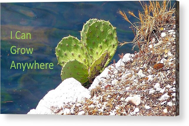 Cactus Acrylic Print featuring the photograph I Can Grow Anywhere by Nancy Ayanna Wyatt