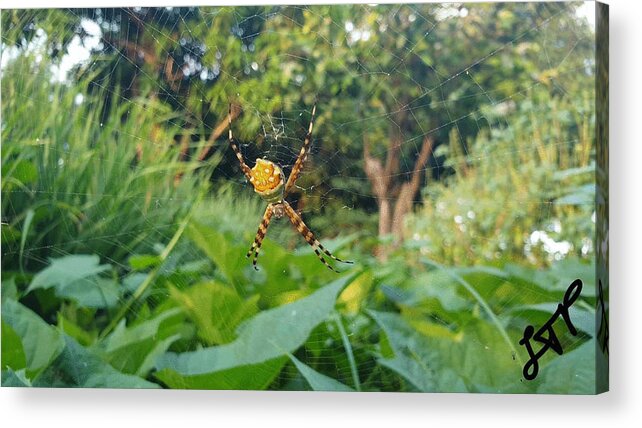 Spider Acrylic Print featuring the photograph I Web You by Esoteric Gardens KN