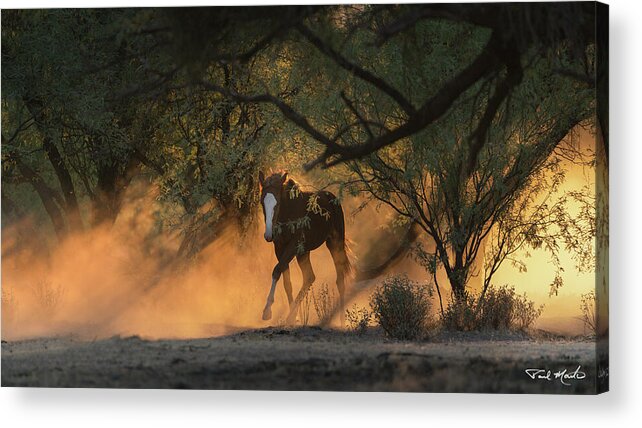 Stallion Acrylic Print featuring the photograph Into the Forest. by Paul Martin