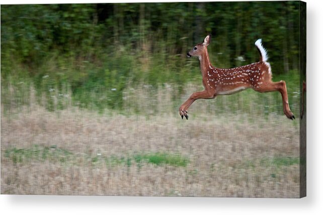 Finland Acrylic Print featuring the photograph Jump and fly. White-tailed deer by Jouko Lehto