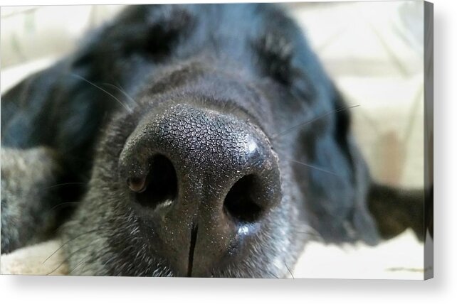 Nature Acrylic Print featuring the photograph Lab Nose by Judy Cuddehe