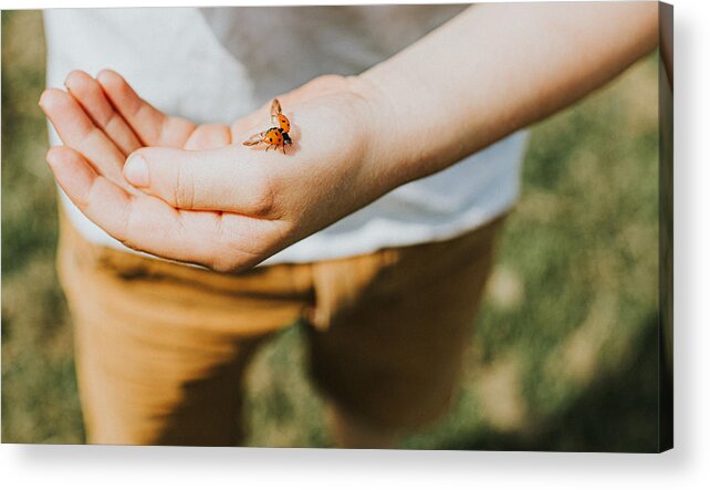 Grass Family Acrylic Print featuring the photograph Ladybird landing on a Child's Hand by Catherine Falls Commercial