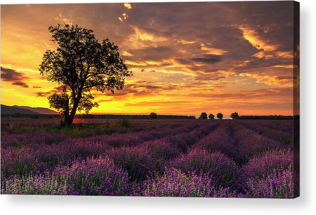 Bulgaria Acrylic Print featuring the photograph Lavender Sunrise by Evgeni Dinev