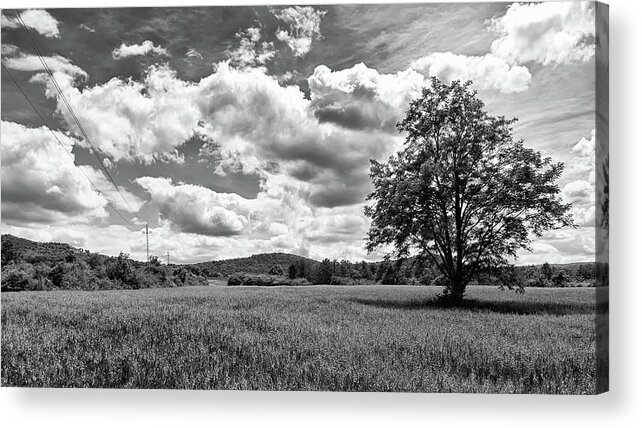 Forest Acrylic Print featuring the photograph Lone Tree in Black and White by Tito Slack