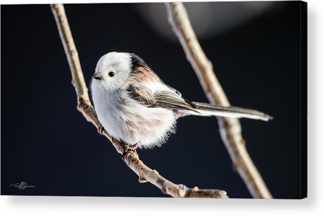 Aegithalos Caudatus Acrylic Print featuring the photograph Long-tailed tit with a black background by Torbjorn Swenelius