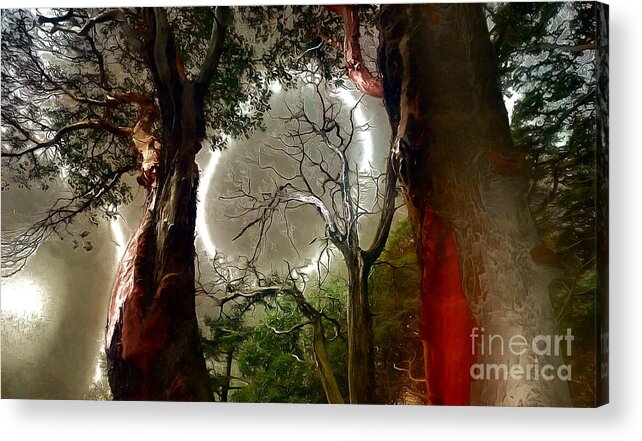 Madrone Acrylic Print featuring the photograph Magical Madrones by Sea Change Vibes