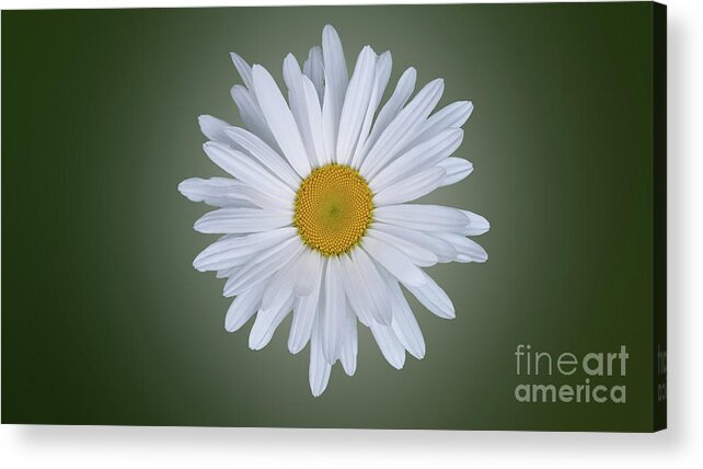 Flower Acrylic Print featuring the photograph Majestic Beauty by Carol Eliassen