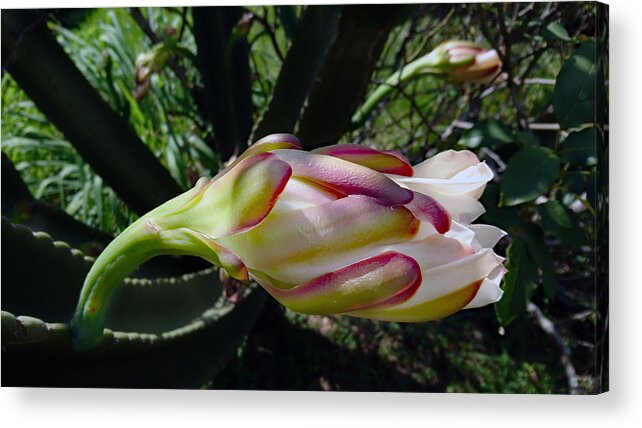 Outdoors Acrylic Print featuring the photograph Mandacaru (Cereus jamacaru) flower. by CRMacedonio