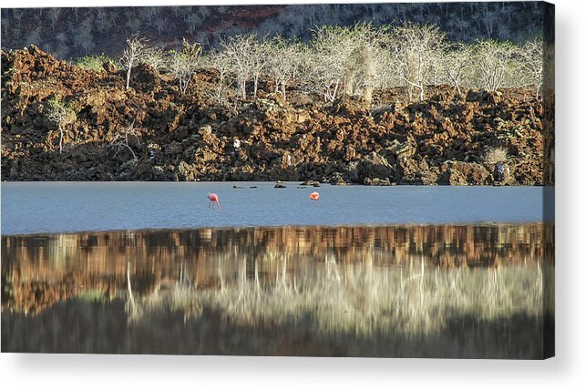 Animals In The Wild Acrylic Print featuring the photograph Minimalist reflection on Flaming lagoon by Henri Leduc