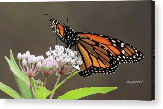 Monarch Acrylic Print featuring the photograph Monarch on Native Milkweed by Nancy Denmark