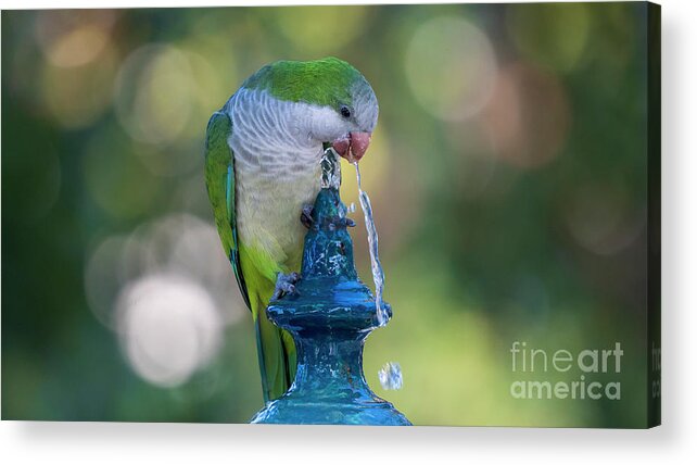 Branch Acrylic Print featuring the photograph Monk Parakeet Driking Water from Iron Fountain Blurred Background Cadiz by Pablo Avanzini