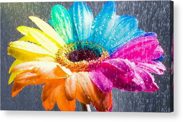 Daisy Acrylic Print featuring the digital art Dew Kissed Multi-Color Daisy by Teresa Trotter