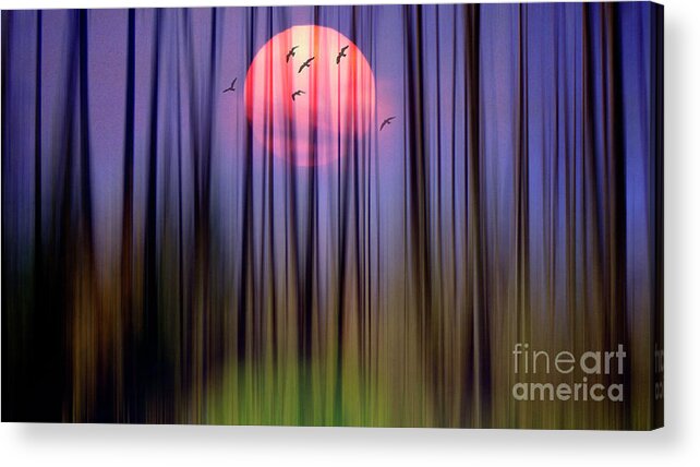 Nag006309 Acrylic Print featuring the photograph Mystical Forest by Edmund Nagele FRPS