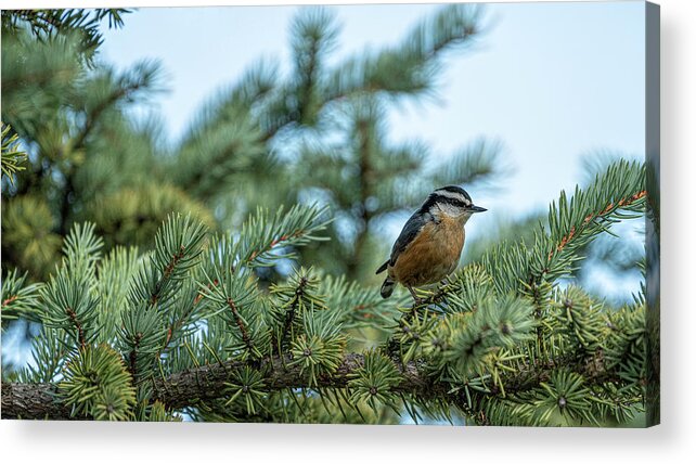 Bird Acrylic Print featuring the photograph Nuthatch Posing by Pamela Dunn-Parrish