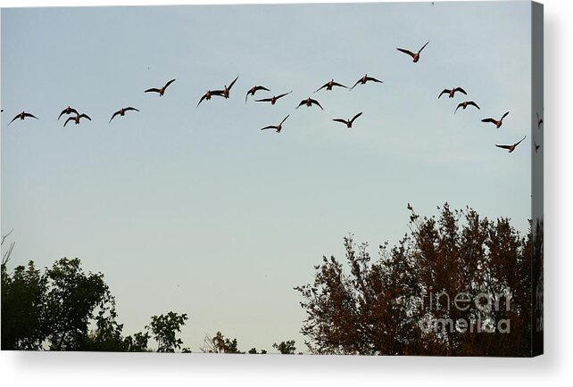 Bird Acrylic Print featuring the photograph Out Flying by On da Raks